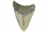 Bargain, Fossil Megalodon Tooth - North Carolina #183320-1